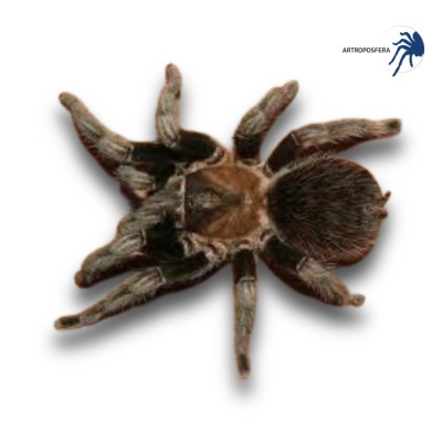 Brachypelma verdezi