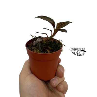 Macodes petola 'Pink line' MINI 2