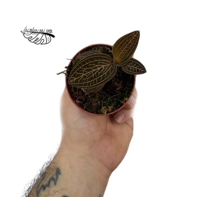 Macodes petola 'Pink line' MINI