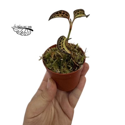 Macodes petola 'Perla' MINI 2