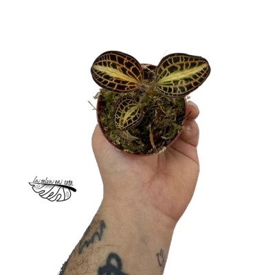 Macodes petola 'Perla' MINI