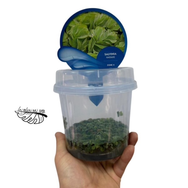 Salvinia natans