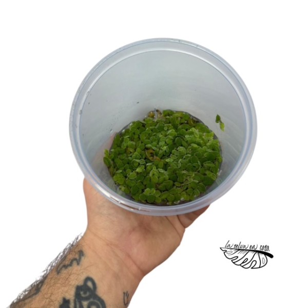 Salvinia natans