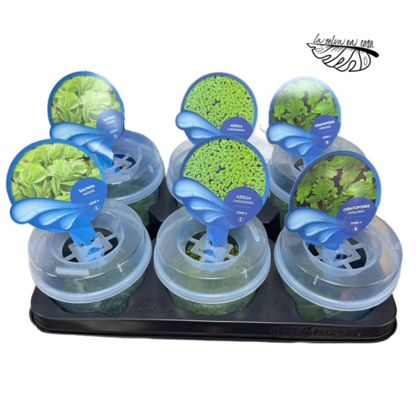 Salvinia natans
