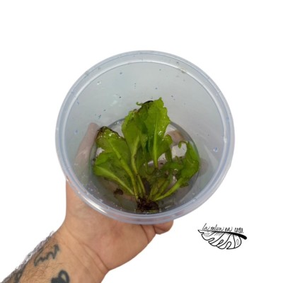 Ceratopteris pteridoides 2