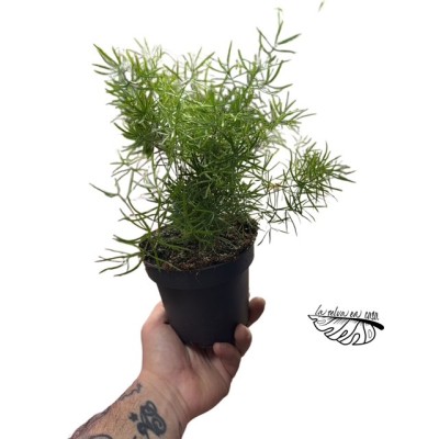 Asparagus dens. Cwebe MEDIUM 2