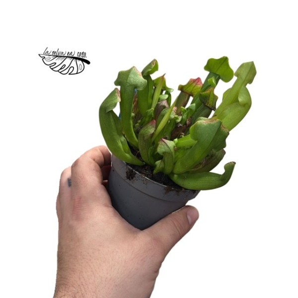Sarracenia MIX 9 cm