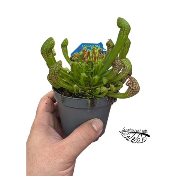 Sarracenia MIX 9 cm