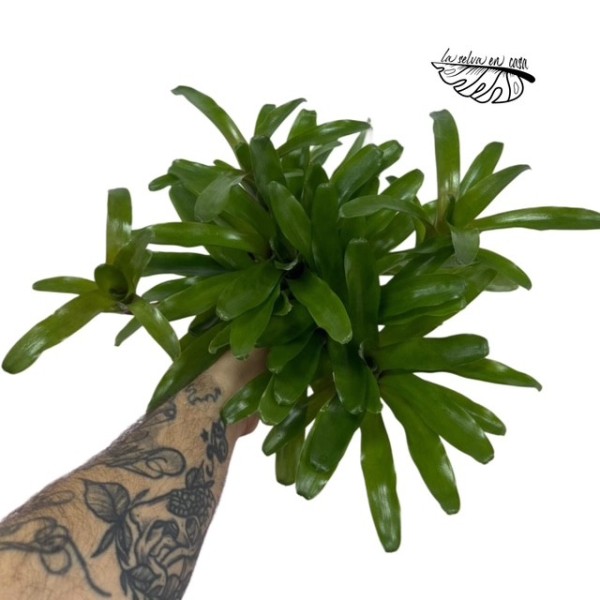 MACETA Neoregelia nidularium