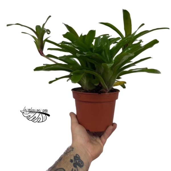 MACETA Neoregelia nidularium