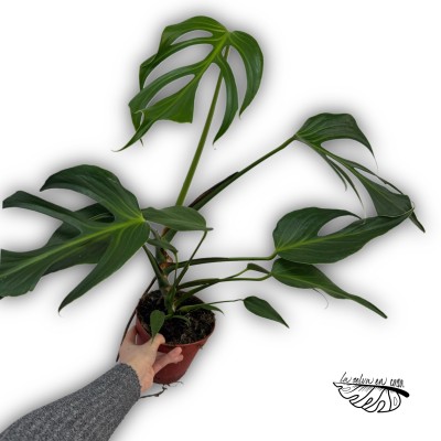 Monstera dilacerata Burle Marx Flame