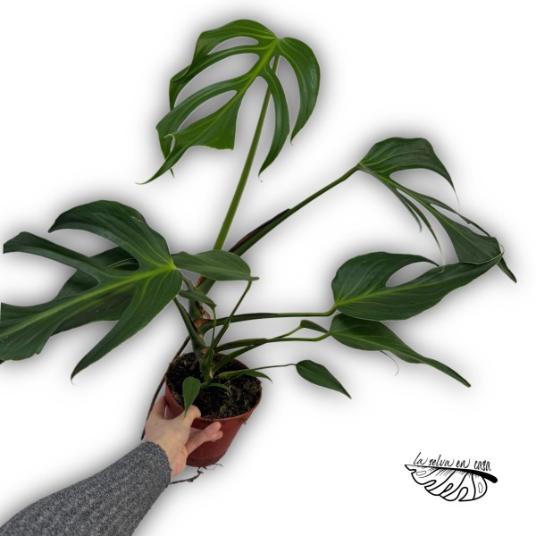 Monstera dilacerata Burle Marx Flame