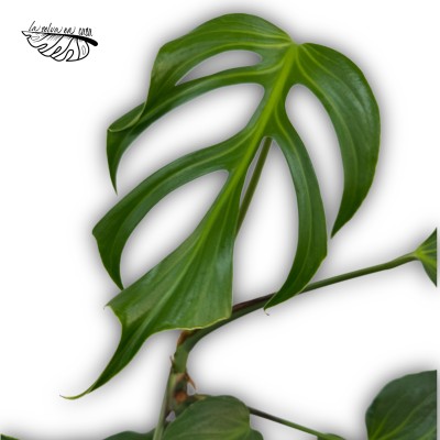 Monstera dilacerata Burle Marx Flame 2