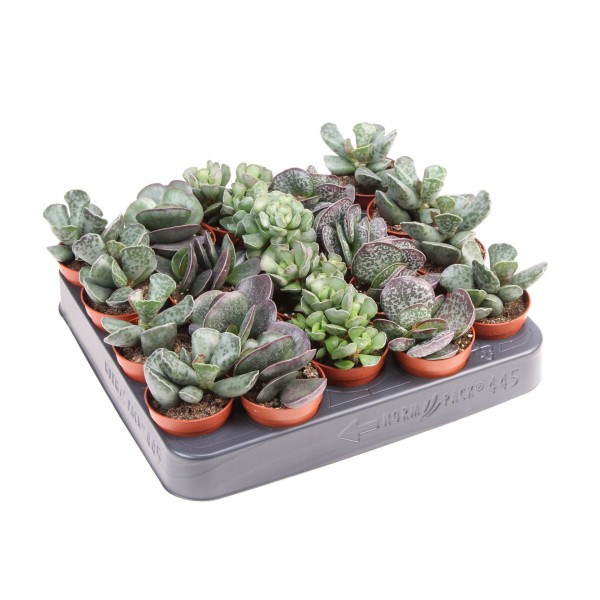 Adromischus cristatus var. clavifolius MINI