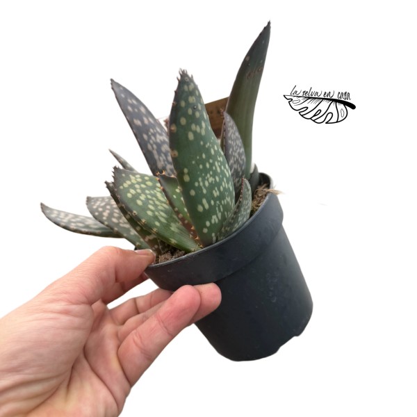 Aloe paradisicum MEDIUM