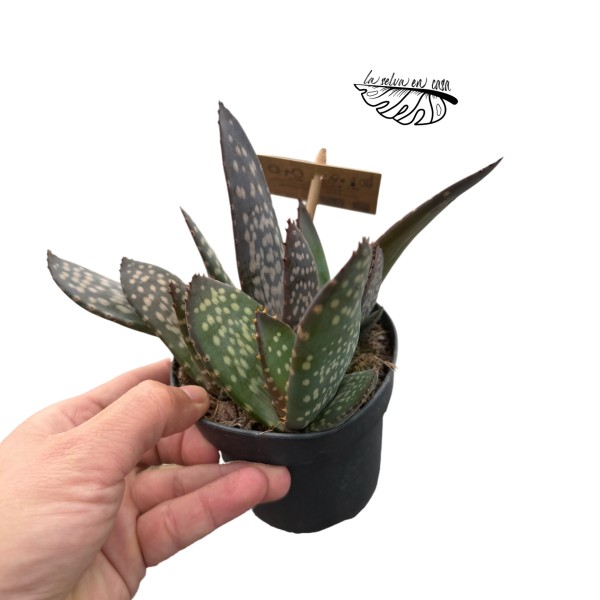 Aloe paradisicum MEDIUM