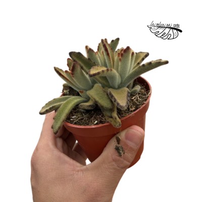 Kalanchoe tomentosa ‘Golden Girl’ 2