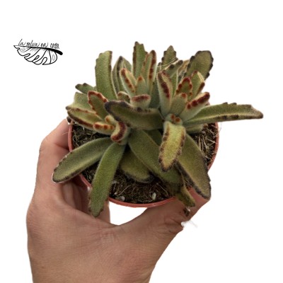 Kalanchoe tomentosa ‘Golden Girl’