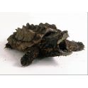 Macrochelys temminckii (Babys) 2