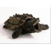 Macrochelys temminckii (Babys)