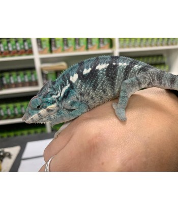 Furcifer pardalis NOSY BE 2