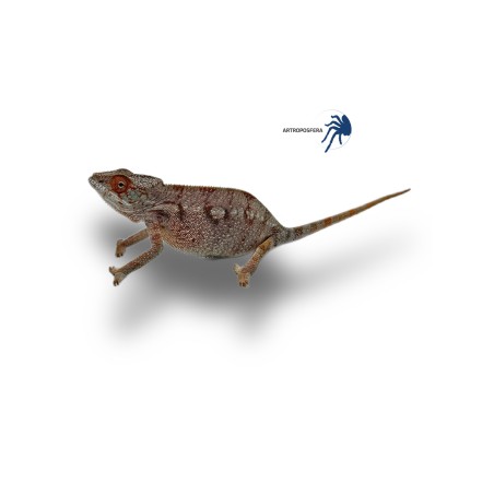 Furcifer pardalis NOSY BE