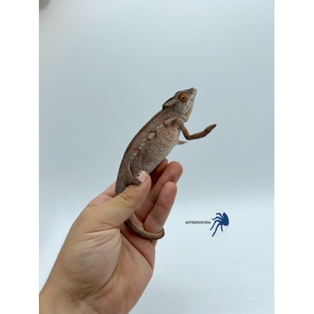 Furcifer pardalis NOSY BE