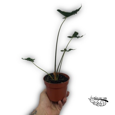Alocasia ‘Teletubbie’ 2