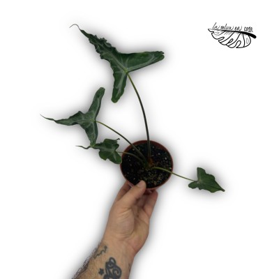 Alocasia ‘Teletubbie’