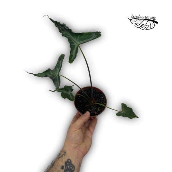 Alocasia ‘Teletubbie’