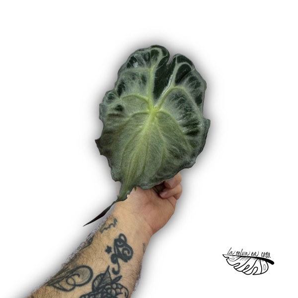 Alocasia ‘Venom’