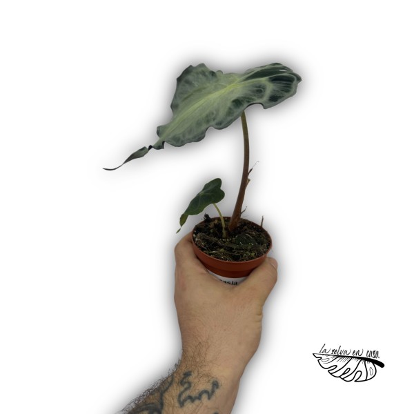 Alocasia ‘Venom’
