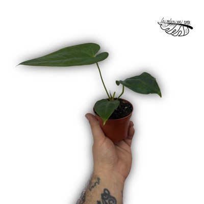 Anthurium ‘Napo’ SMALL 2