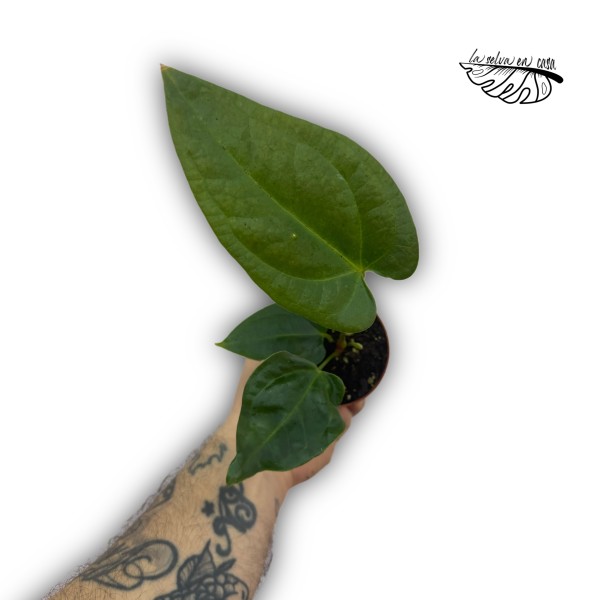 Anthurium ‘Napo’ SMALL