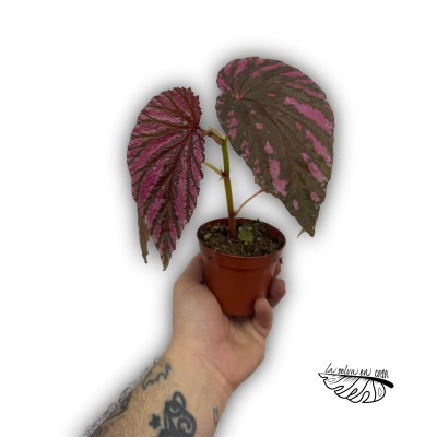 Begonia brevirimosa
