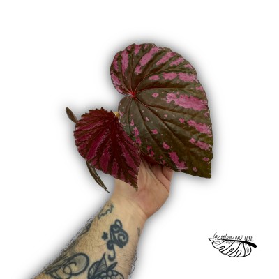 Begonia brevirimosa 2