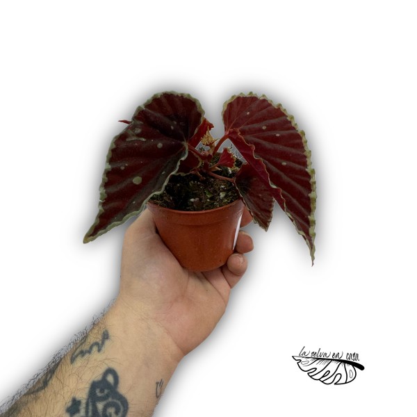 Begonia darthvaderiana ‘Green Spot’