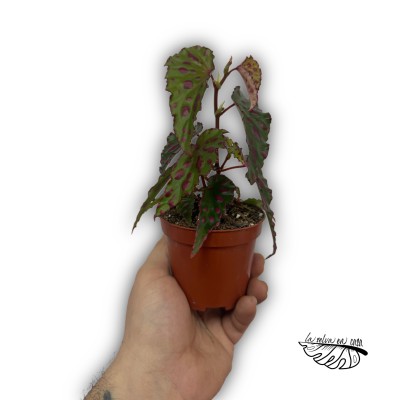 Begonia ‘Pink Dottie’