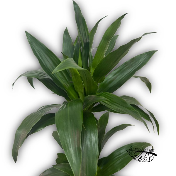 Dracaena Deremensis Janet Craig
