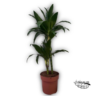 Dracaena Deremensis Janet Craig