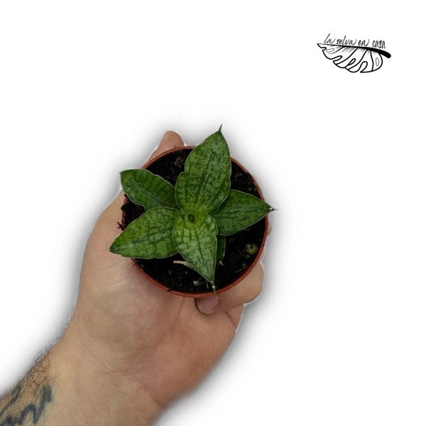Sansevieria Cinta