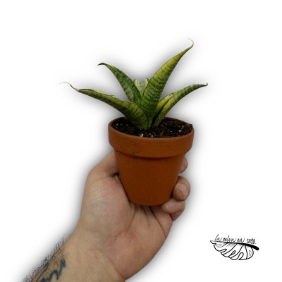 Sansevieria Gabriella Variegata SMALL
