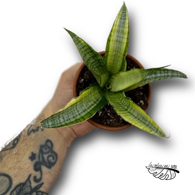 Sansevieria Gabriella Variegata SMALL 2