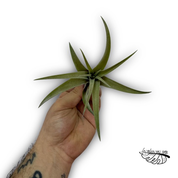 Tillandsia capitata