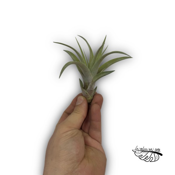 Tillandsia capitata