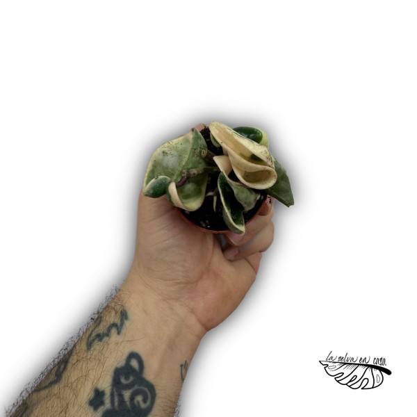 Hoya carnosa ‘Compacta Variegata’
