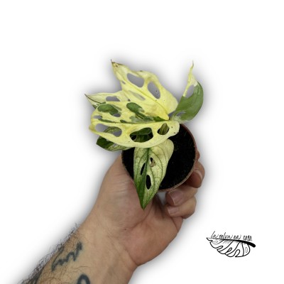 Monstera adansonii 'Variegata' 2