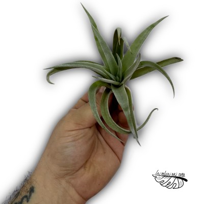 Tillandsia harrisii 2