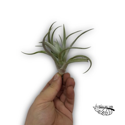 Tillandsia harrisii