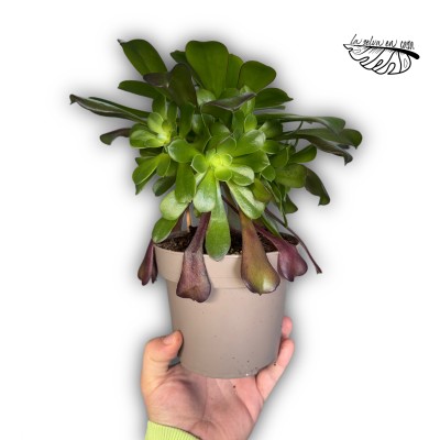 Aeonium Arboreum
